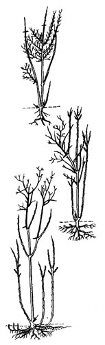Обрезка кустарников (сверху вниз): жимолость татарская, калина обыкновенная, сирень обыкновенная