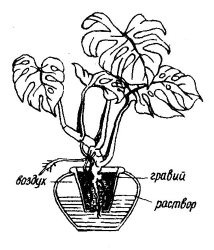 Растение в гидропонной культуре