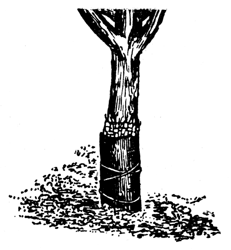Рис. 23. Обвязка штамба дерева рогожей, а затем толем для защиты от грызунов 