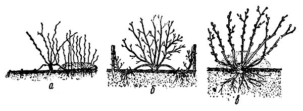 Рис. 25. Схема размножения ягодных растений отводками: а — отводки горизонтальные; б — отводки дуговидные; в — отводки вертикальные 