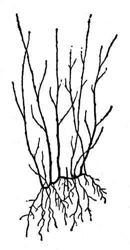  Рис. 27. Схема размножения ягодников делением кустов (чертой показано место деления куста) 