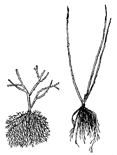 Рис 30. Двухлетние саженцы крыжовника (слева) и смородины (справа)