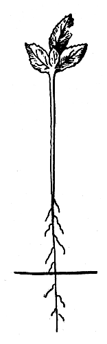  Рис. 39. Прищипывание корня у сеянца яблони перед пикировкой (чертой показано место прищипывания корня)