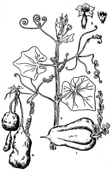 Рис. 2. Чайот: а - побег; б — цветок; в — корнеклубни; г — прорастающий плод 