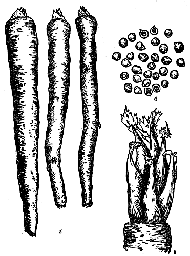 Рис. 4. Катран: а - корни, употребляемые в пищу; б - семена; в - отрастание корнеплода 