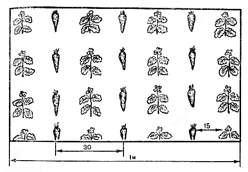 Рис. 13. Схема совместного выращивания моркови и майорана