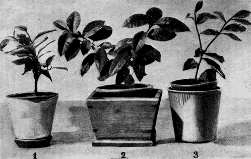 Рис. 12. Горшок с лимонным растением, обвернутым бумагой (1); установленный в конусообразный деревянный ящик (2); помещенный в пластмассовую посуду (3) 