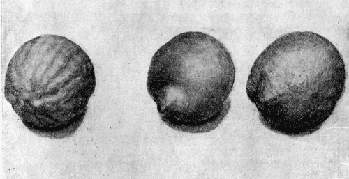 Рис. 14. Слева - плод цитрона; справа - плоды, полученные в результате опыления цветка цитрона пыльцой лимона