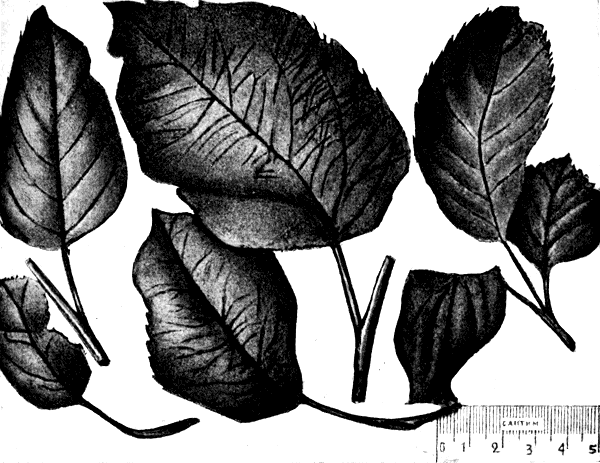 9. Листья сеянцев гибридов Бельфлера южного (в середине наверху лучший, отобранный из них)