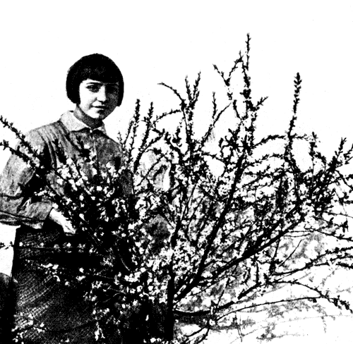 22. Цветение войлочной вишни Аньдо