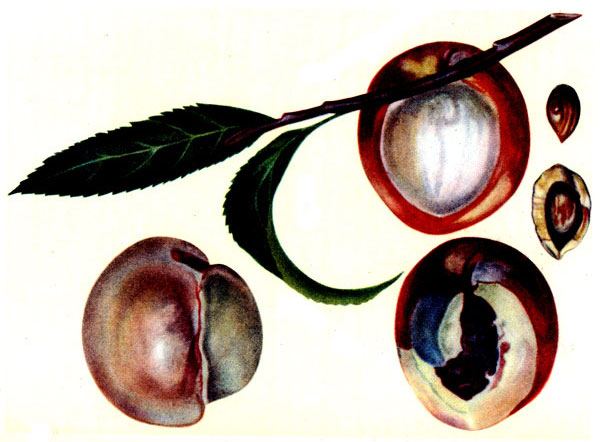 Таблица XXVIII. Резкий образец проявления ксении в гибридном плоде персика, оплодотворенного пыльцой миндаля посредник