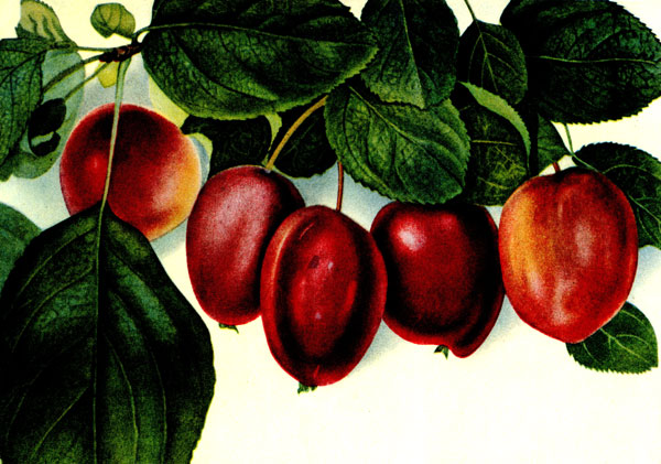 Таблица XXX. Плоды яблони Есаул Ермака