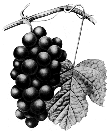 233. Виноград Кабаний крупный