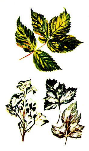 Желтая мозаика малины (сверху) и мучнистая роса черной смородины 