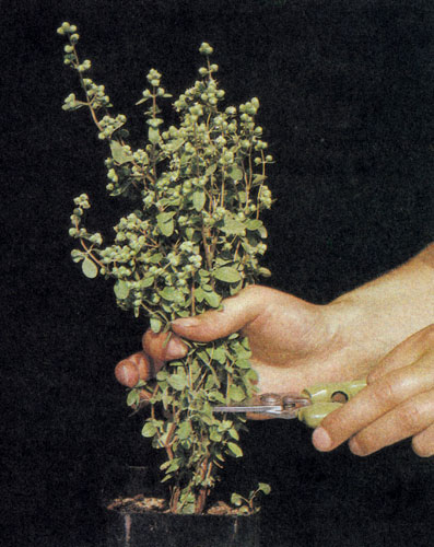 Ботву майорана срезают примерно на уровне 5 см от земли; тогда растение к сентябрю дает второй урожай 