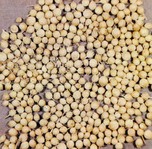 Зрелые семена кориандра используются главным образом при консервировании овощей и в качестве приправ к различным блюдам