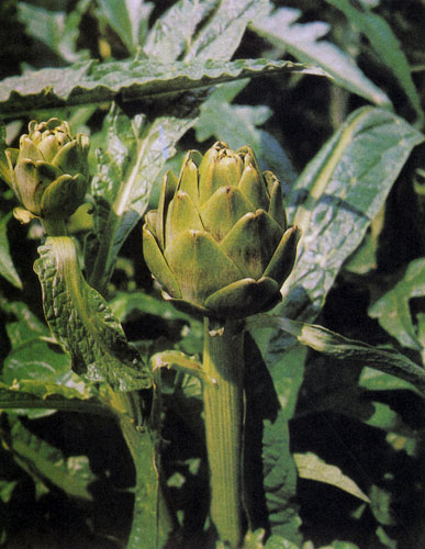 Артишоки — теплолюбивые растения. Чтобы получить хорошо развитые соцветия-корзинки, на каждом растении оставляют не более 2—3 почек 