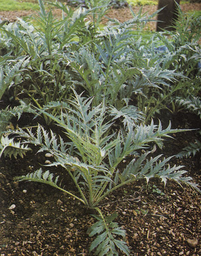Рассаду артишоков выращивают в парнике или теплице; рассаду высаживают в лунки, частично заполненные компостом, на глубину 20—30 см. Растения сажают на глубину 10 см на расстоянии 80×80 или 100×100 см