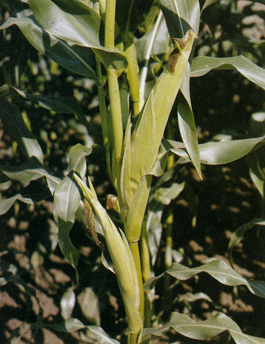 Сахарная кукуруза теплолюбива; выращивают ее на теплых, прогреваемых участках. Початки собирают по мере их созревания. Отдельные зерна должны быть мягкими, обертки початка пожелтеть