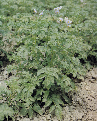 Картофель во время цветения требует много влаги. Именно в этот период образуются клубни 