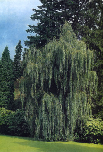     ,    ,      .       Salix alba Tristis'     