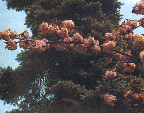   Prunus serrulate      .               ,       