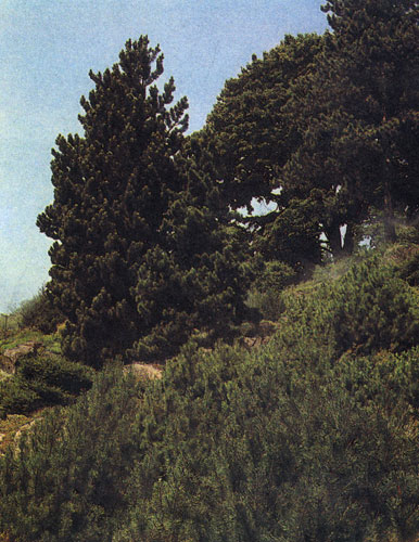       .      ,    .   ,    ,  Pinus mugo (     ) 