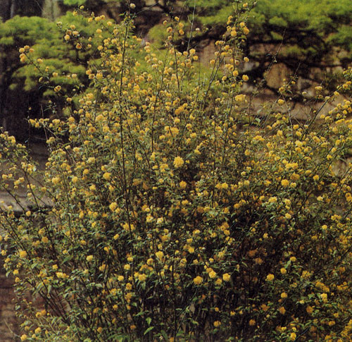 Karria japonica Tleniflora'    .        .    -   