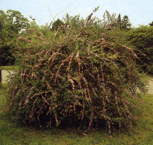  Buddleia alternifolia    ;       