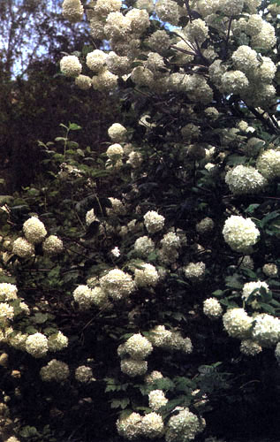  Viburnum opulus 'Roseum'    ,          .  ,    