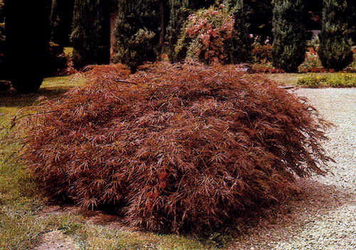  Acer palmatum 'Dissectum Ornatum'      .         