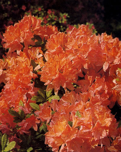 Rhododendron japonicum   ,   .        :  , , ,   - 