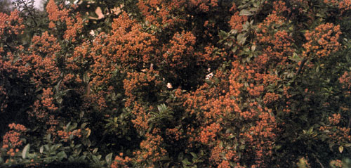 Pyracantha coccinea 'Kasan'          - .       