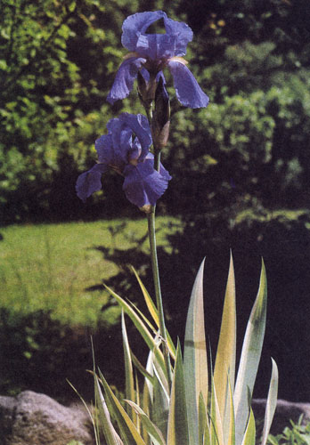 Iris pallida 'Variegata',     ,         .                  .   - (  ) ,  