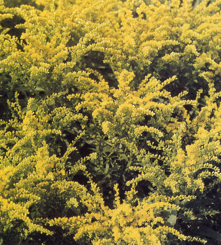  (Solidago)    ,      .  ,   ,          ,        