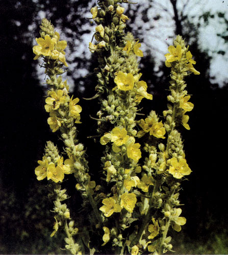 Verbascum thapsus      ,     ,        .  ,    2 ,         ,       