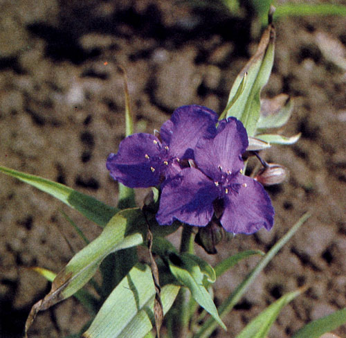 Tradescantia×andersoniana 'Zwanenburg Blue'      ,  ,       .     ,        .      ,     