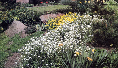  ,   ,              , , ,     ,   .     (Arabis procurrens)    (Alyssum saxatile 'Compactum')     -   