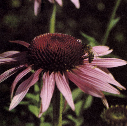 Rudbeckia (Echinacea) purpurea   ,        .      60100 .          - .    ,       .      