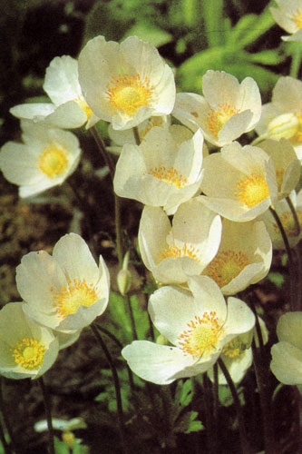  Anemone sylvestris 'Grandiflora'    ,     - . ,  .     , ,      .    ,      .      (Primula),  (Scilla),   (Muscari)    