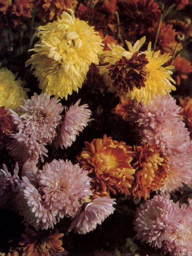 Chrysanthemum×hortorum      ,      .       .     