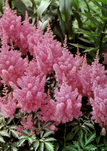  Astilbe chinensis 'Finale'     ,     .    ,  ,       .       ,   , , ,      