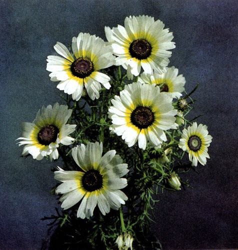  (Chrysanthemum carinatum 'Polarstern')    ,   (     70 ) 