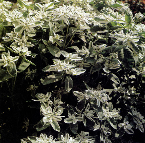  (Euphorbia marginata)     -    .     80 .              .       ,     