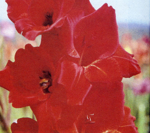 Gladiolus hybridus 'Black Jack'       ,         .    