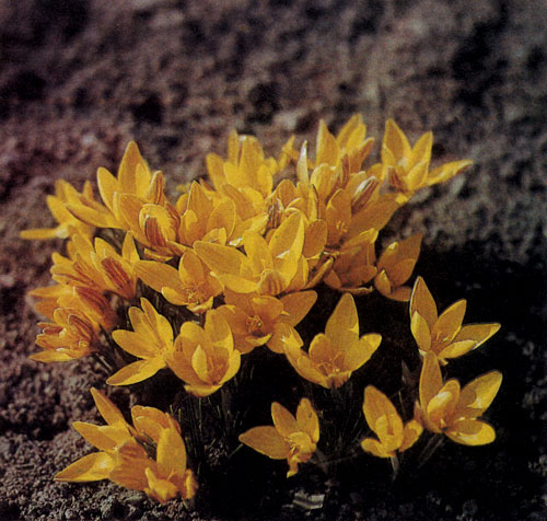   Crocus chrysanthus    -,    .  ,   ,   ,        