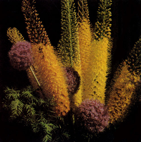   Eremurus stenophyllusvar. bungei      .   120150   .    Allium giganteum         ,      