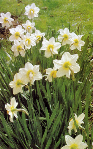  Narcissus  40  ,    .      ,     .          .   ,       