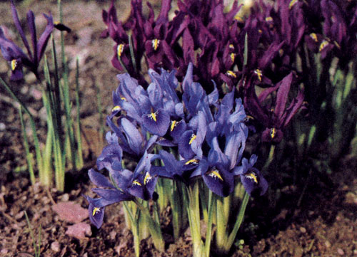 Iris reticulata     ,   ,  ,       .     ,         .  :       'J. S. Dijt'   'Joyce'