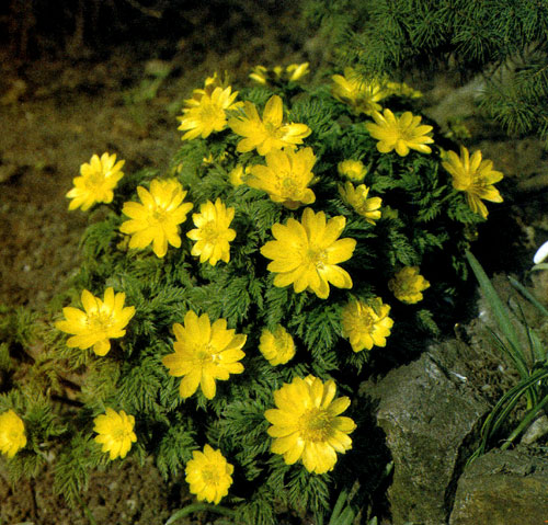   (Adonis amurensis)   .     ,    .    ,   ,    ,     